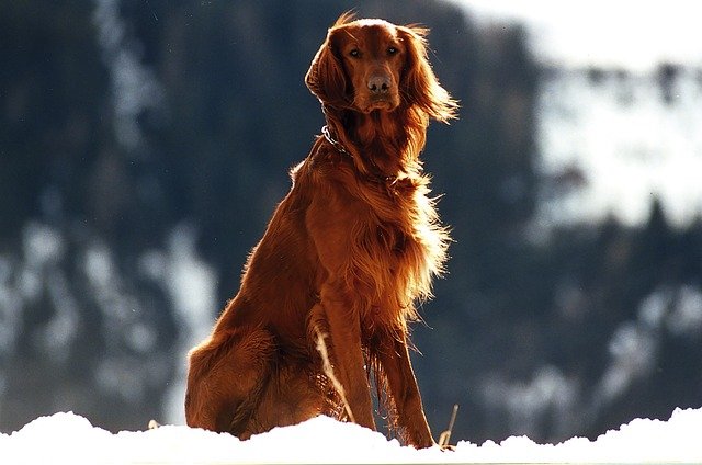 Setter Irlandés, temperamento vivaz y elegancia atlética — necesidades emocionales intensas, carácter equilibrado para propietarios activos
