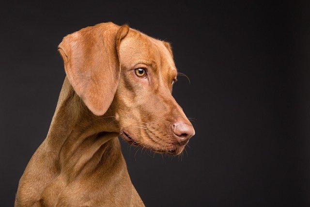 Vizsla, Braco Húngaro — Esperanza de Vida 12-15 Años, Energía y Microcirculación Canina
